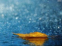 കരിയിലയും മണ്ണാങ്കട്ടയും.പി.ഉണ്ണികൃഷ്ണൻ